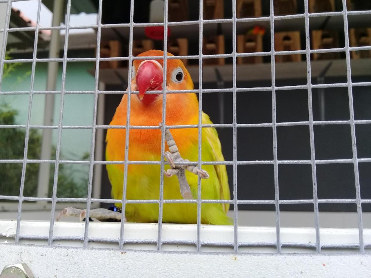 Wisma Lovebird Kalianget Exterior photo